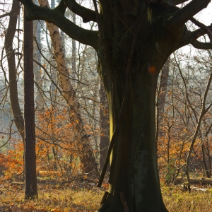 A beech tree in an autumn forest with backlighting from the morning sun