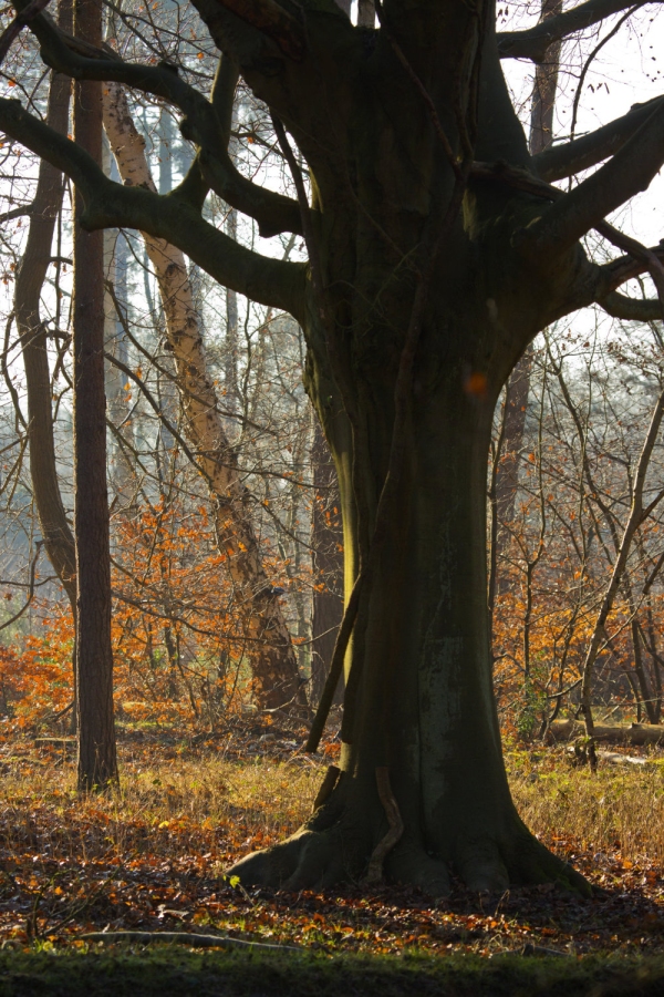 A beech tree in an autumn forest with backlighting from the morning sun