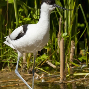 An Avocet wading in shallow water