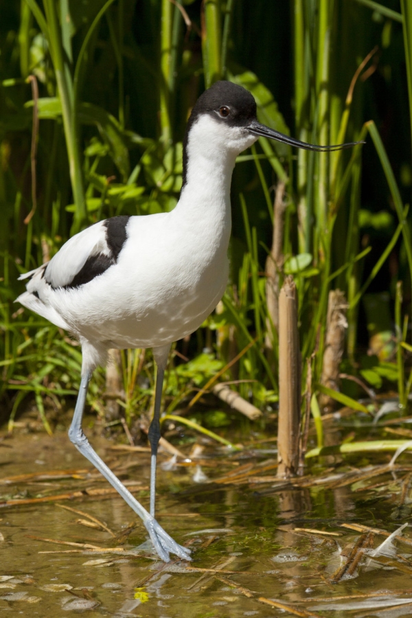 An Avocet wading in shallow water