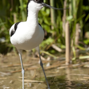 Avocet wading in the shallows