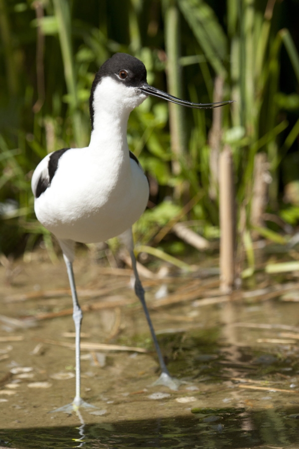 Avocet wading in the shallows