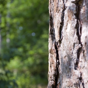 A close up of a lodgepole pine in a forest