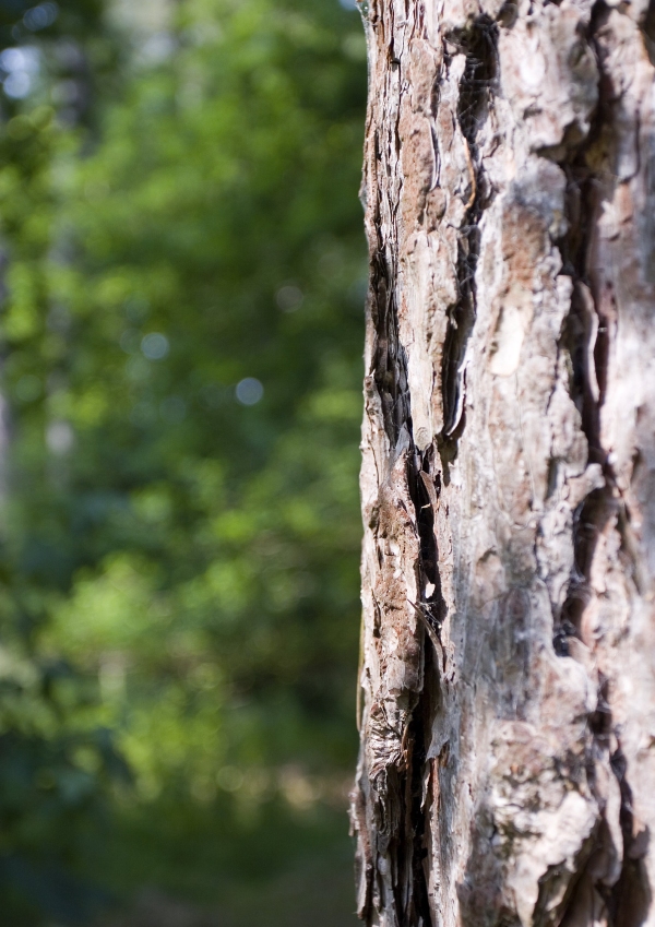 A close up of a lodgepole pine in a forest