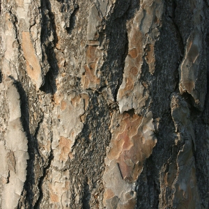 A close up image of the bark of a pine tree in a thick forest