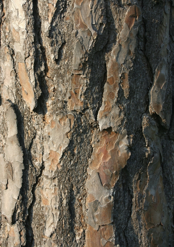 A close up image of the bark of a pine tree in a thick forest