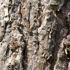 A close up image of the bark on a tree trunk