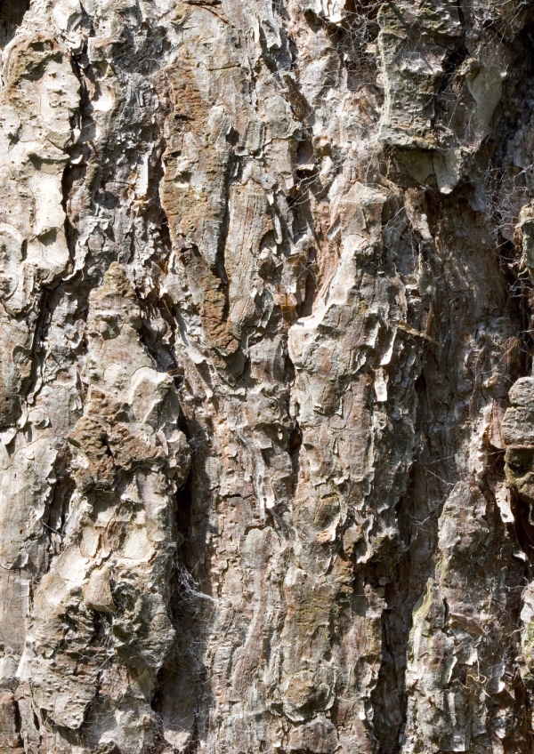 A close up image of the bark on a tree trunk