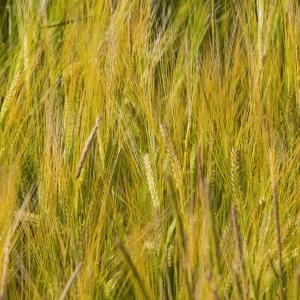 An almost ripe barley field in summer