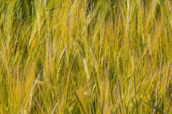 An almost ripe barley field in summer