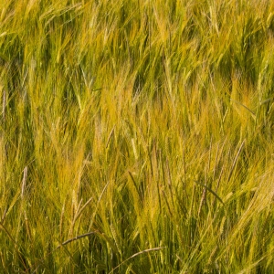 A ripening field of barley waving in the summer breeze