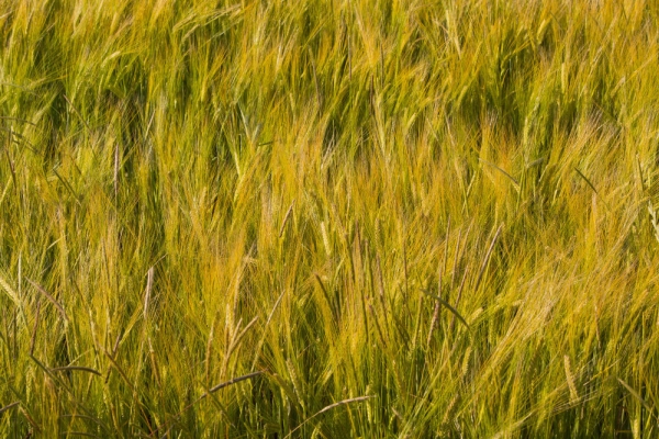 A ripening field of barley waving in the summer breeze