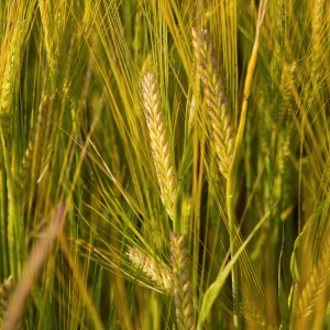 A close up view of some ripening barleycorns or sheaves, with ears or seed pods and green stalks and weeds