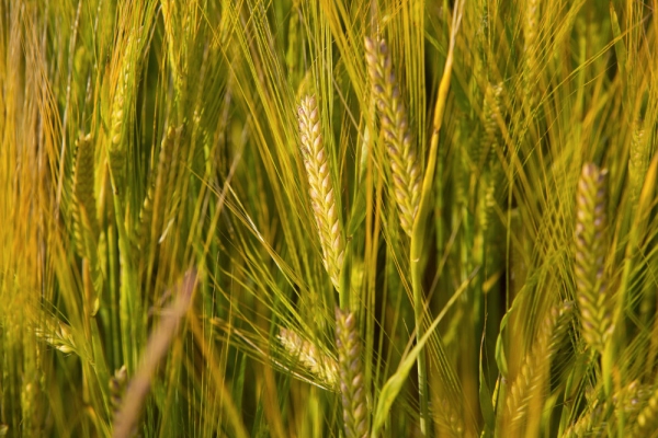 A close up view of some ripening barleycorns or sheaves, with ears or seed pods and green stalks and weeds