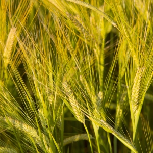 A close up view of some barley corns ripening in the sun