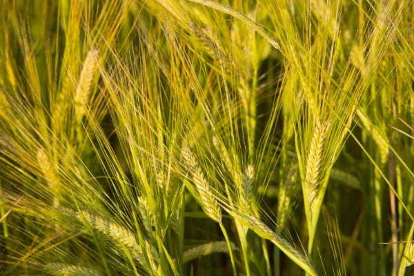 A close up view of some barley corns ripening in the sun