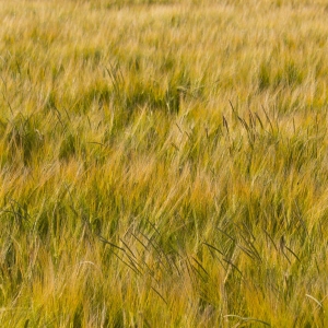 A field of barley ripening in the sun and swaying in the summer breeze