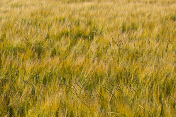 A field of barley ripening in the sun and swaying in the summer breeze