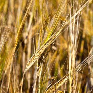 A close up of a field of ripe barley