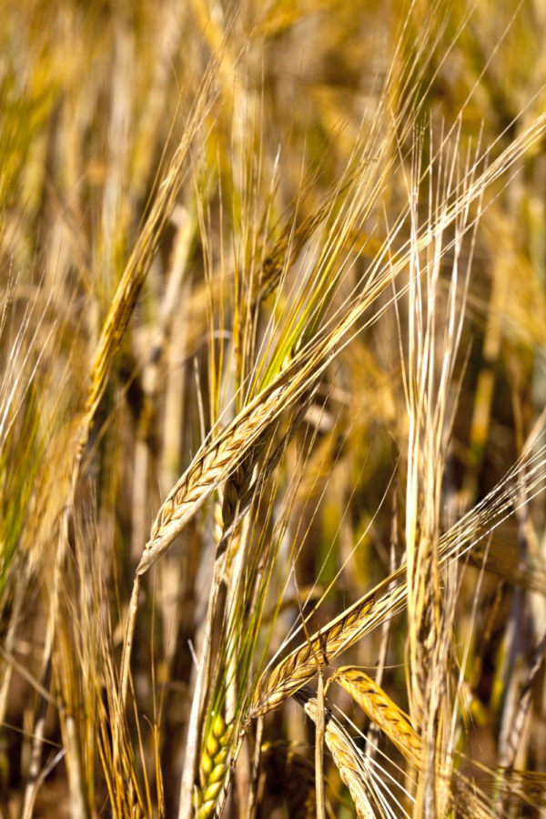 A close up of a field of ripe barley