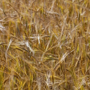 A field of ripe summer barley