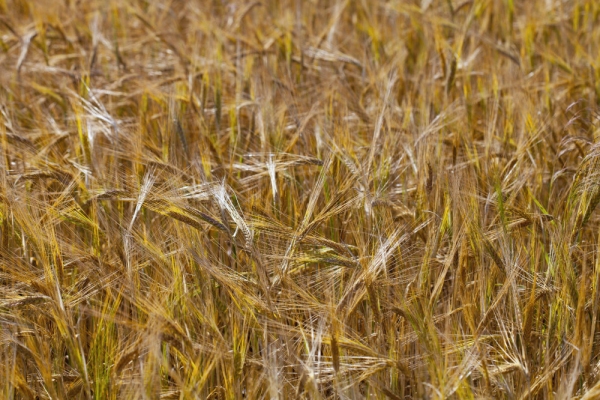 A field of ripe summer barley