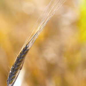 A close up of a barleycorn with out of focus background