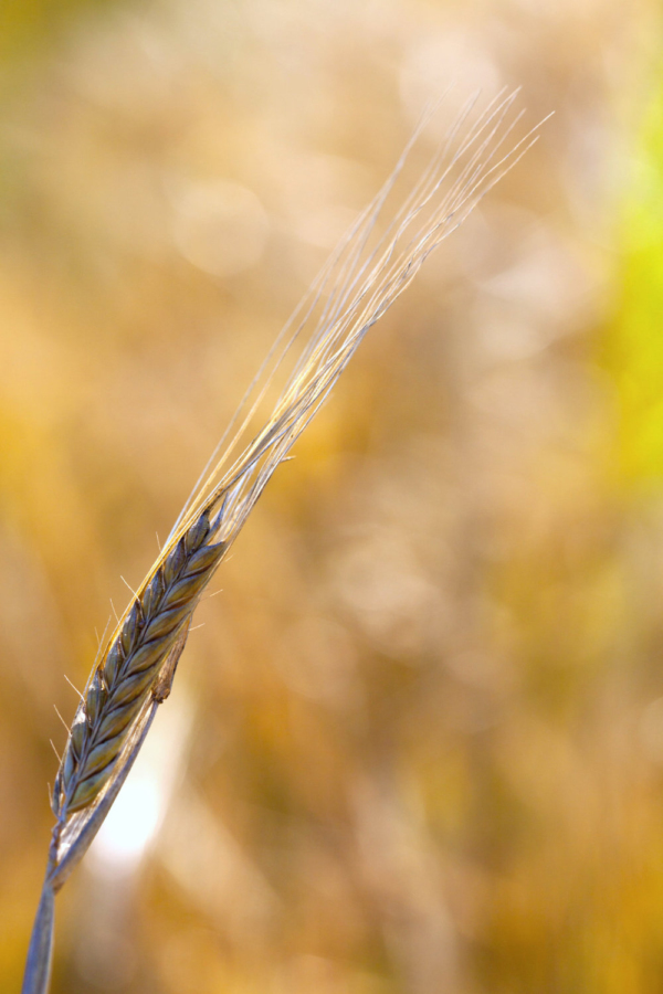 A close up of a barleycorn with out of focus background