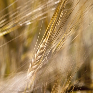 Close up of a barley corn with out of focus background