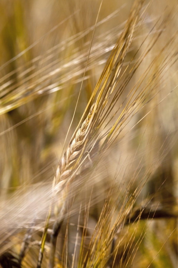 Close up of a barley corn with out of focus background