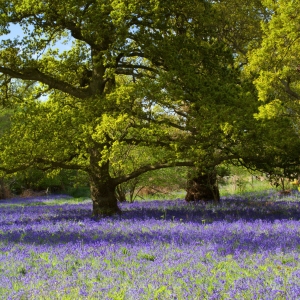 Bluebells in an English oak wood