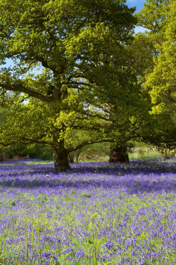 Bluebells in an English oak wood