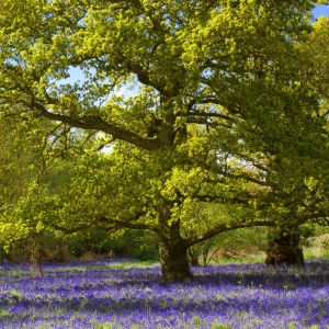 An English bluebell wood in early spring