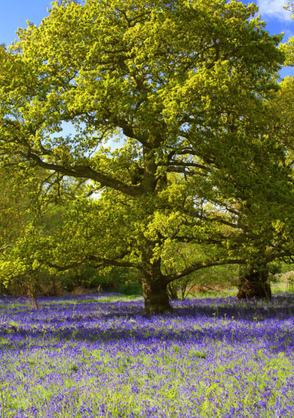 An English bluebell wood in early spring