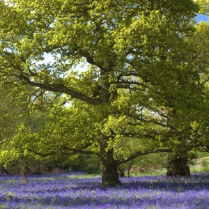 A carpet of bluebells in springtime