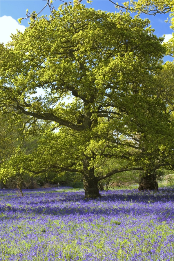 A carpet of bluebells in springtime