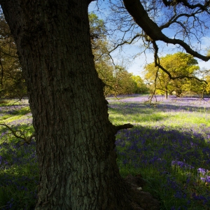 A carpet of bluebells in early spring in Butley woods