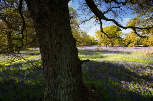 A carpet of bluebells in early spring in Butley woods