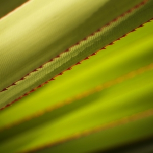 A close up image of a large cactus plant with small spiny edges