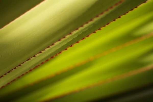 A close up image of a large cactus plant with small spiny edges