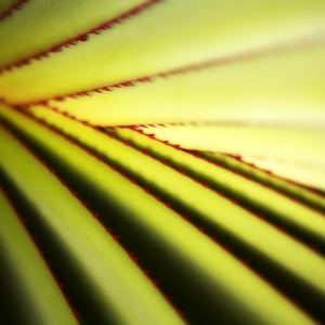 A close up image of a large cactus with small red spines