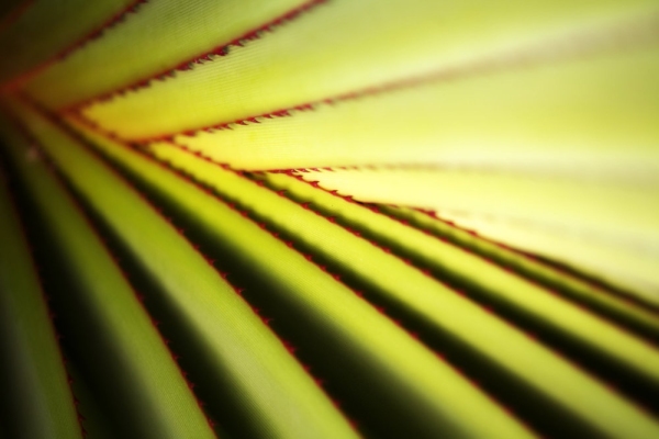 A close up image of a large cactus with small red spines