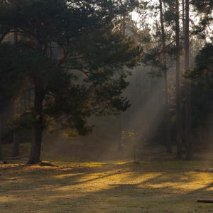 A forest clearing with early morning rays of sunshine