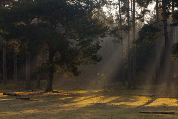 A forest clearing with early morning rays of sunshine