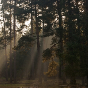 Early morning mist and sunbeams in a pine forest clearing