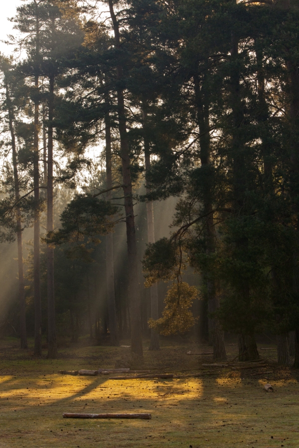 Early morning mist and sunbeams in a pine forest clearing