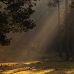 Early morning mist and sunbeams in a pine forest clearing with young sapling centre