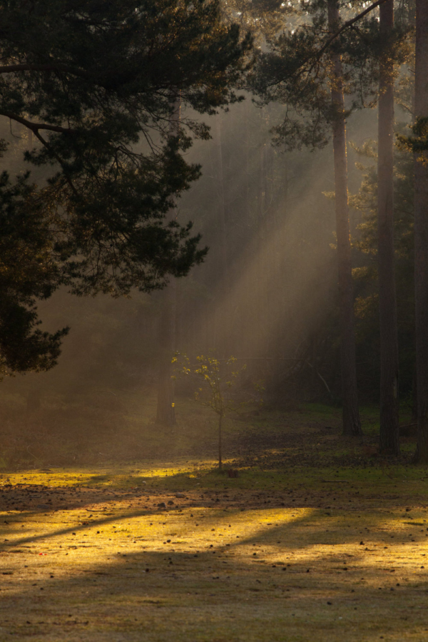 Early morning mist and sunbeams in a pine forest clearing with young sapling centre