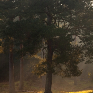 A mature pine tree in a forest clearing with early morning mist and rays of sunshine