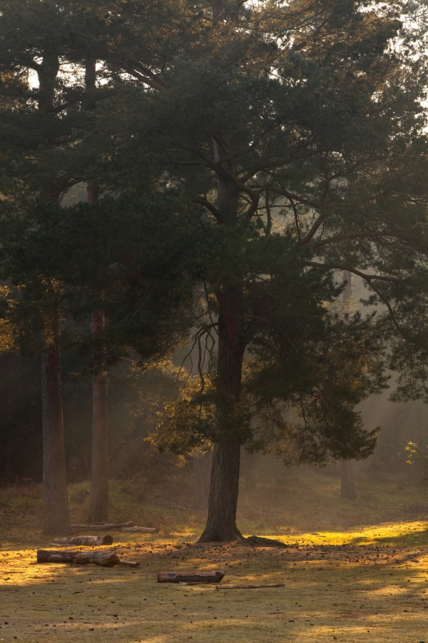 A mature pine tree in a forest clearing with early morning mist and rays of sunshine